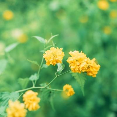 苍月皇图手机版(暂未上线)v1.1.4 安卓版